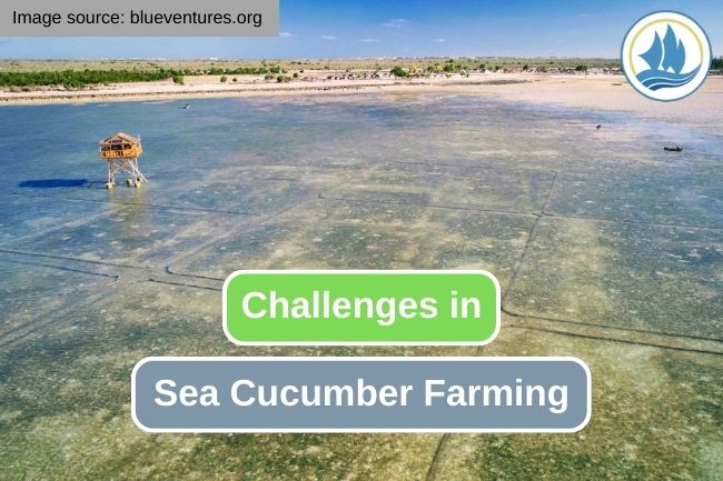 Challenges In Modern Sea Cucumber Farming